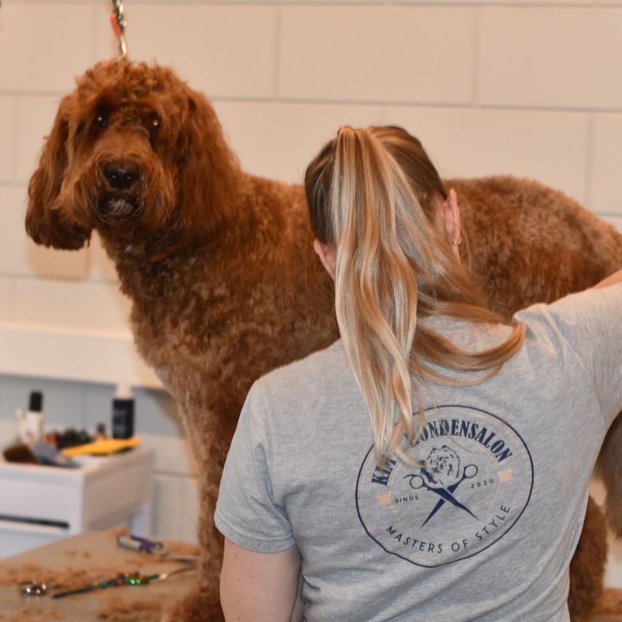 kim met labradoodle in hondensalon