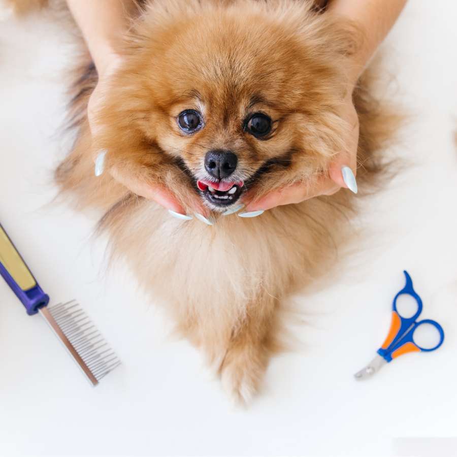 pomeriaan hondensalon vrouwenhanden